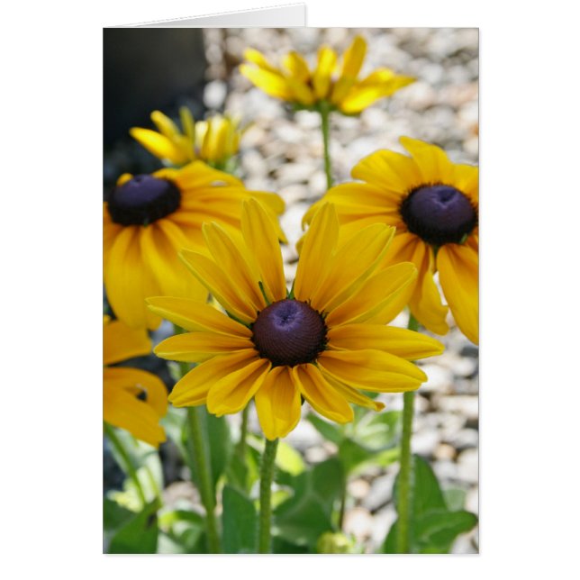 Tomt kort, Rudbeckiablomma OBS Kort (Framsidan)