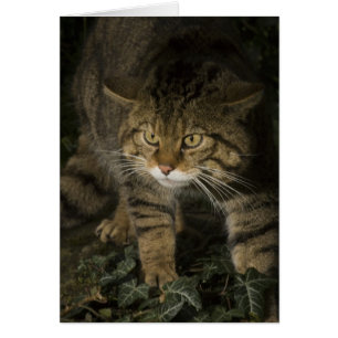 Tomt kort - Scottish wildcat 2