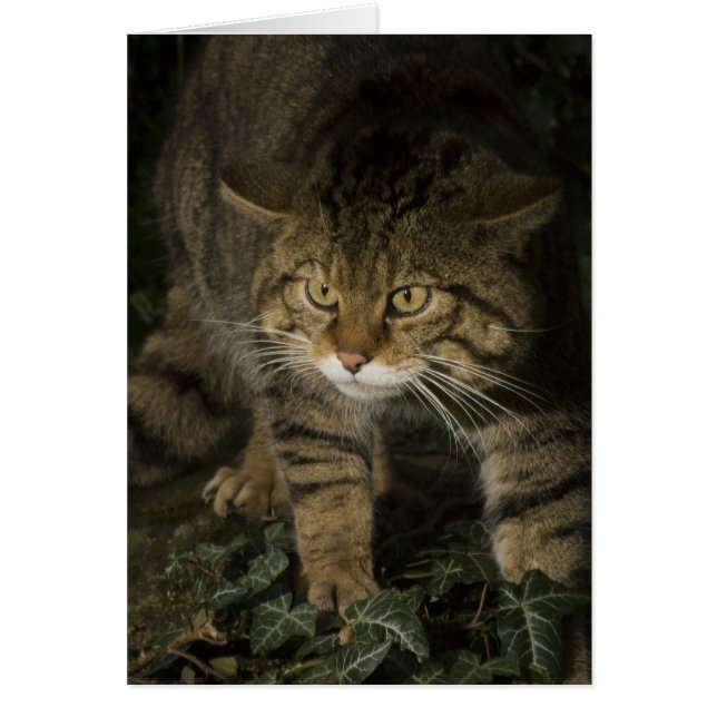 Tomt kort - Scottish wildcat 2 (Framsidan)