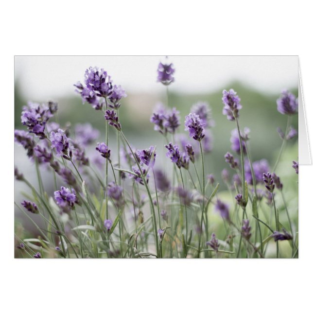Tomt Lavender Fält-kort Hälsningskort (Framsidan Horizontal)