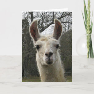 Tomt Llamahälsningkort Kort