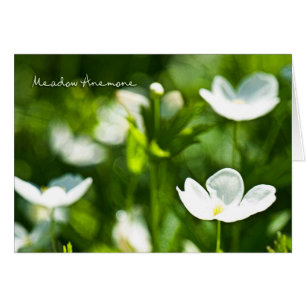 Tomt Meadow Anemone-kort Hälsningskort