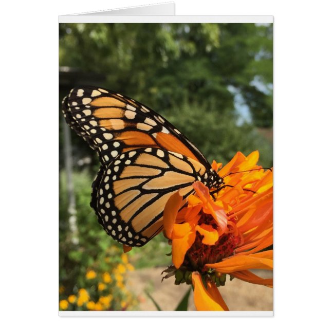 tomt monarkkort hälsningskort (Framsidan)