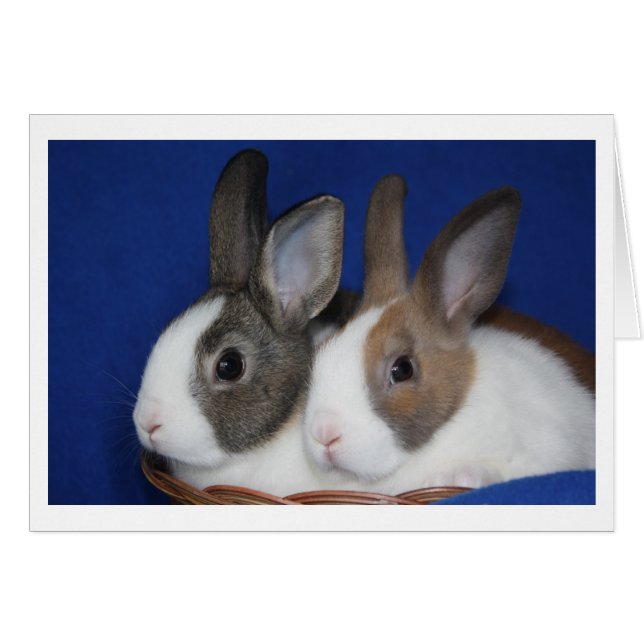 Tomt nederländskt kaninkort OBS kort (Framsidan Horizontal)