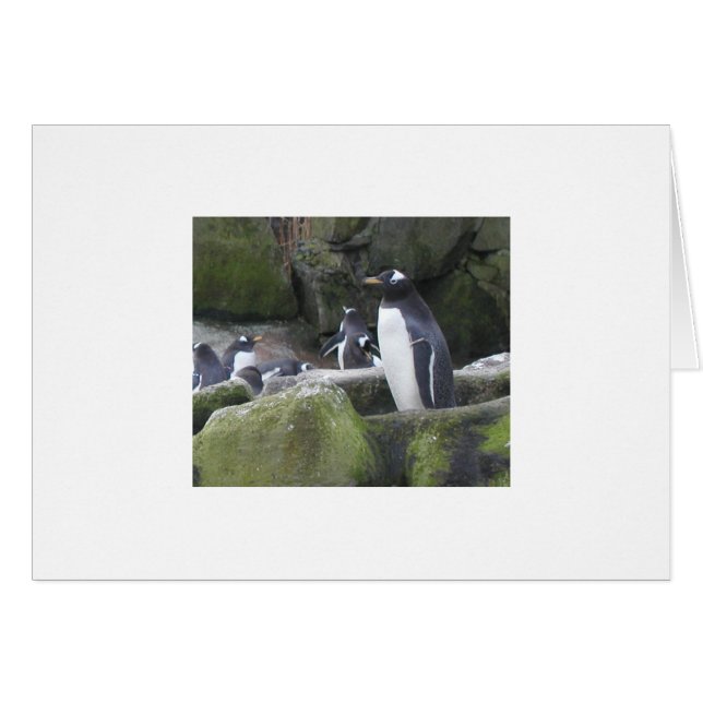 Tomt penguinkort hälsningskort (Framsidan Horizontal)