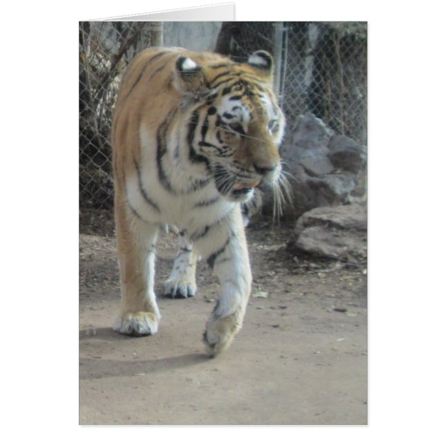 Tomt pranteringskort hälsningskort (Framsidan)