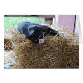 Tomt Tuxedo-kort Hälsningskort