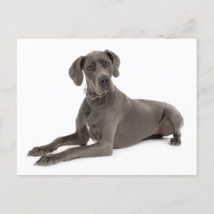 Tomt vykort för valfri Hund i great dane