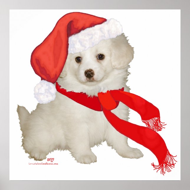 Tomtens hjälppojke Pudel / Bichon Mix Poster (Framsidan)