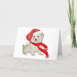 Tomtens hjälppojke valp pudel / Bichon-mix Helgkort