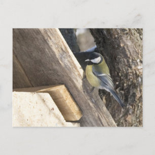 tomtit_1 vykort