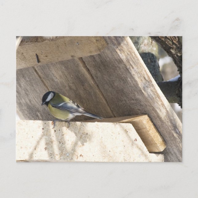 tomtit_3 vykort (Framsida)