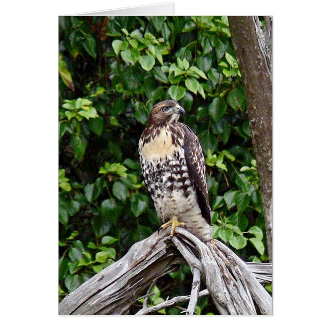 Tonåring röd-tailed hök hälsningskort (Framsidan)