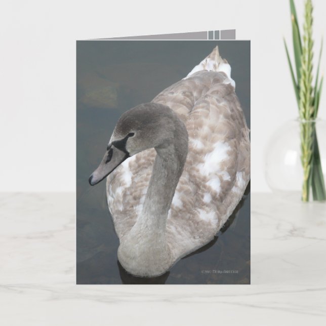 Tonårs- skönhet kort (Framsida)