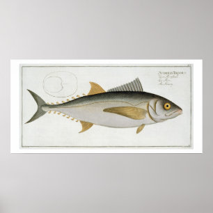 Tonfisk (Scomber Thynnus) pläterar LV från Poster