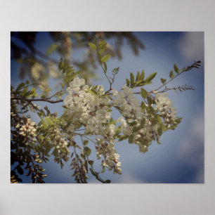 Toning av vita Blommar för optiska blommor Poster