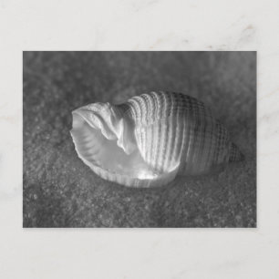 Tonna Tesselata Vykort