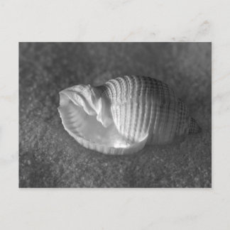 Tonna Tesselata Vykort