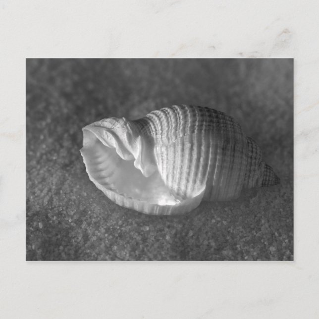 Tonna Tesselata Vykort (Framsida)