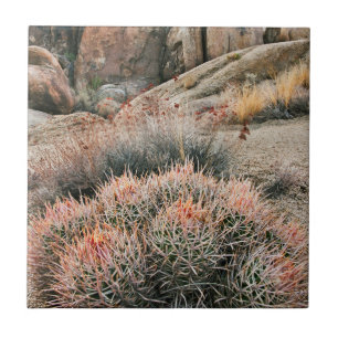 Tonnecactus i Kalifornien Kakelplatta