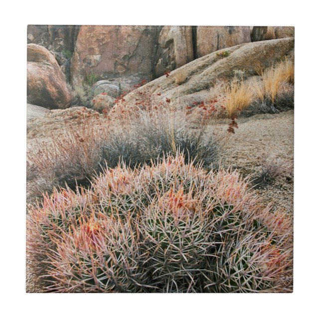 Tonnecactus i Kalifornien Kakelplatta (Framsidan)