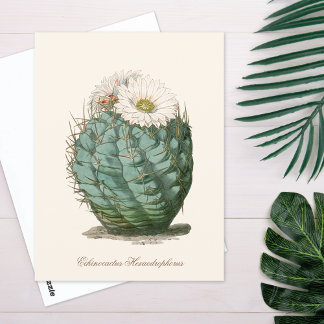 Tonnecactus Vit Blomma Vykort