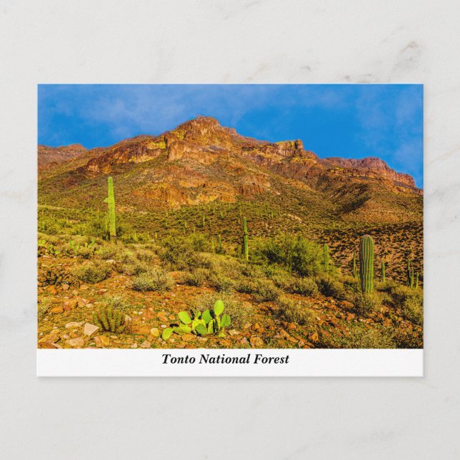 Tonto National Forest Postcard Vykort (Framsida)
