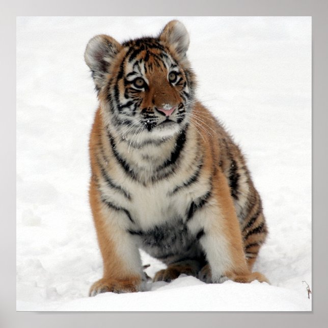 Tony Jr. Poster (Framsidan)