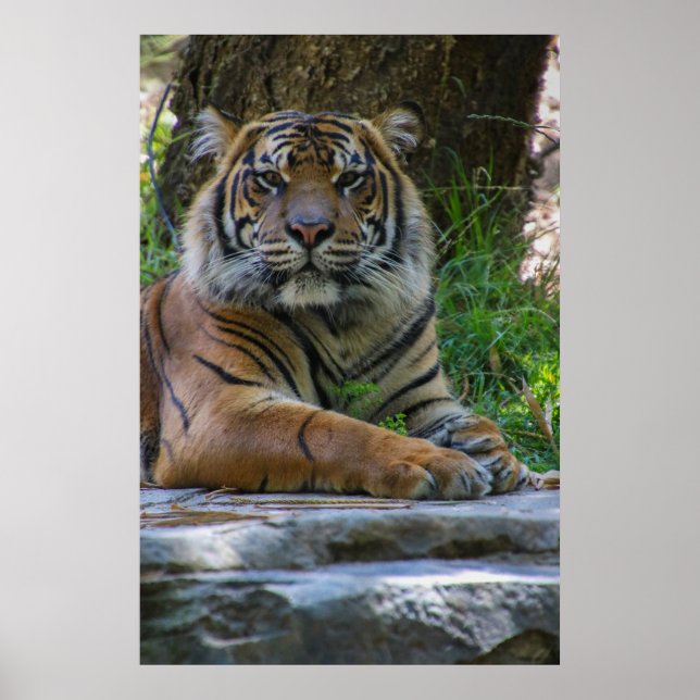 Tony Poster (Framsidan)