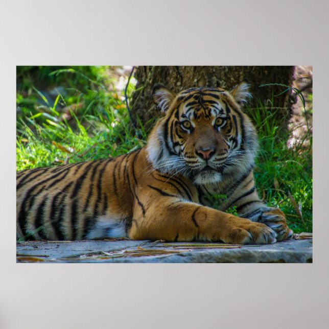 Tony Poster (Framsidan)