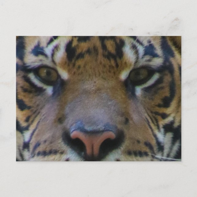 Tony Vykort (Framsida)