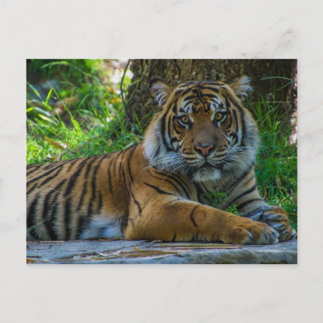 Tony Vykort (Framsida)