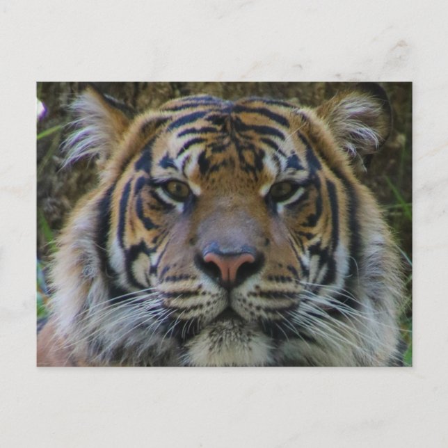 Tony Vykort (Framsida)