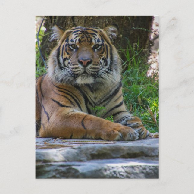 Tony Vykort (Framsida)