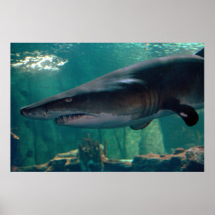 Toofy Li'l Flin Poster