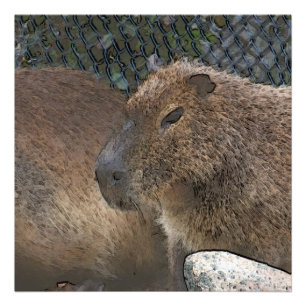 toony Capibarah Fototryck