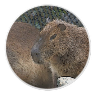 toony Capibarah Knopp