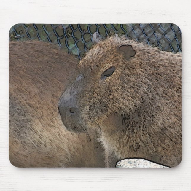 toony Capibarah Musmatta (Framsidan)