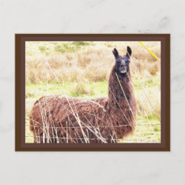 Toothy Lama vycard Vykort