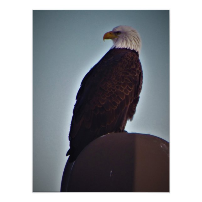 "Top Bird" Fototryck (Framsidan)