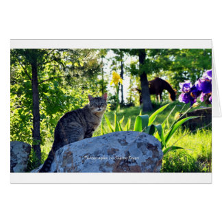 ~ Top Cat på Rock~ Hälsningskort