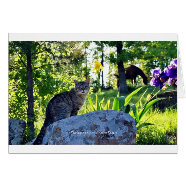 ~ Top Cat på Rock~ Hälsningskort (Framsidan Horizontal)