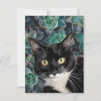 Top Cat Postkort Vykort