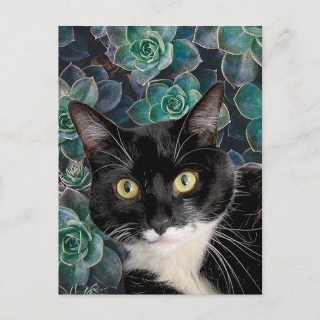 Top Cat Postkort Vykort (Framsida)