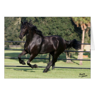 Top hat Friesians Hälsningskort
