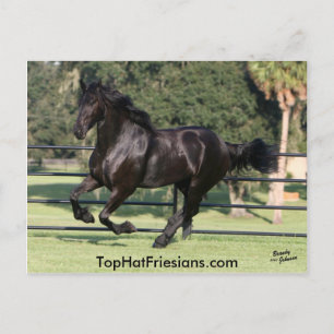 Top hat Friesians Vykort