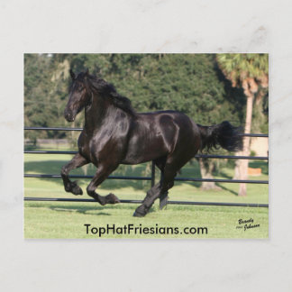 Top hat Friesians Vykort