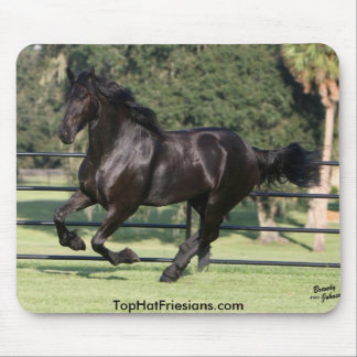 Top hatFriesians Musmatta