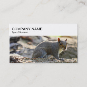 Top Panel - Grått Squirrel-Affärskort Visitkort