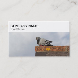 Top Panel - Pigeon på ett Tak-Affärskort Visitkort